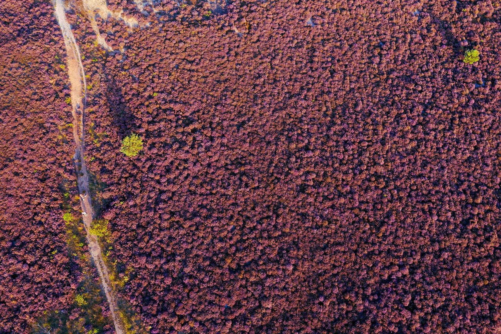 fotowinkel paarse heide
