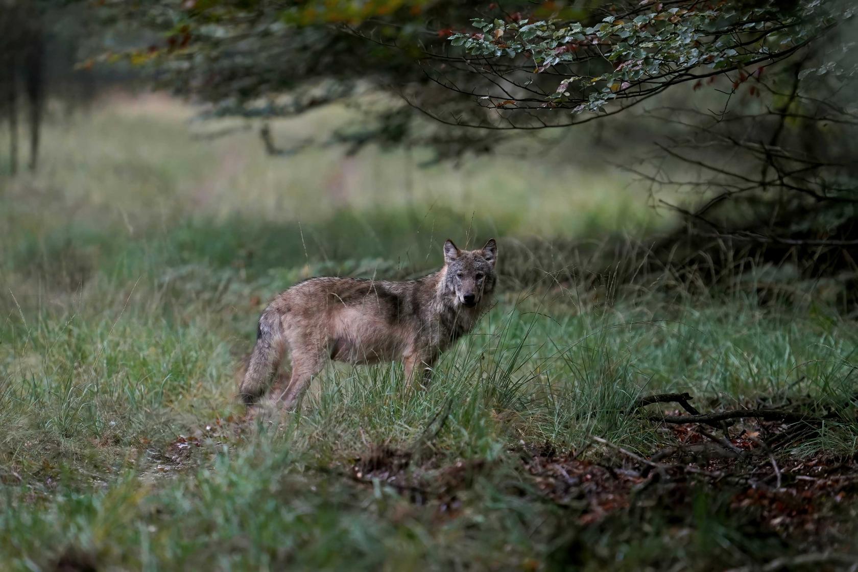 Wolf Veluwe