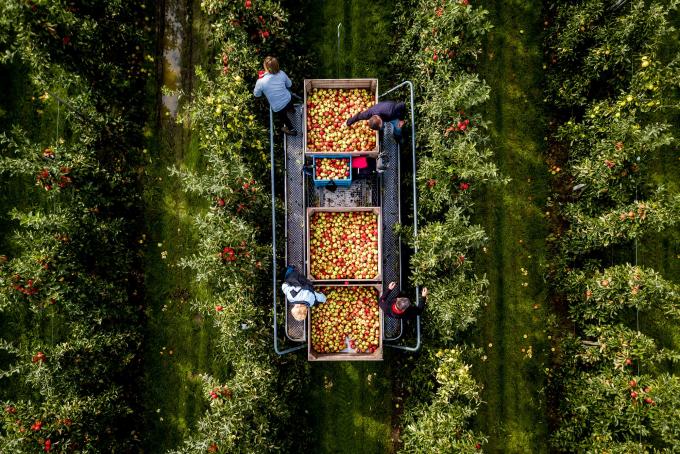 Een fruitteler vanuit de lucht. Foto: Sem van der Wal