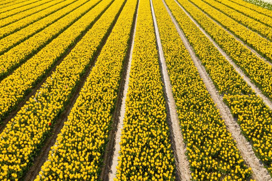 Tulpenactie Tikkie en Comité 4 en 5 mei