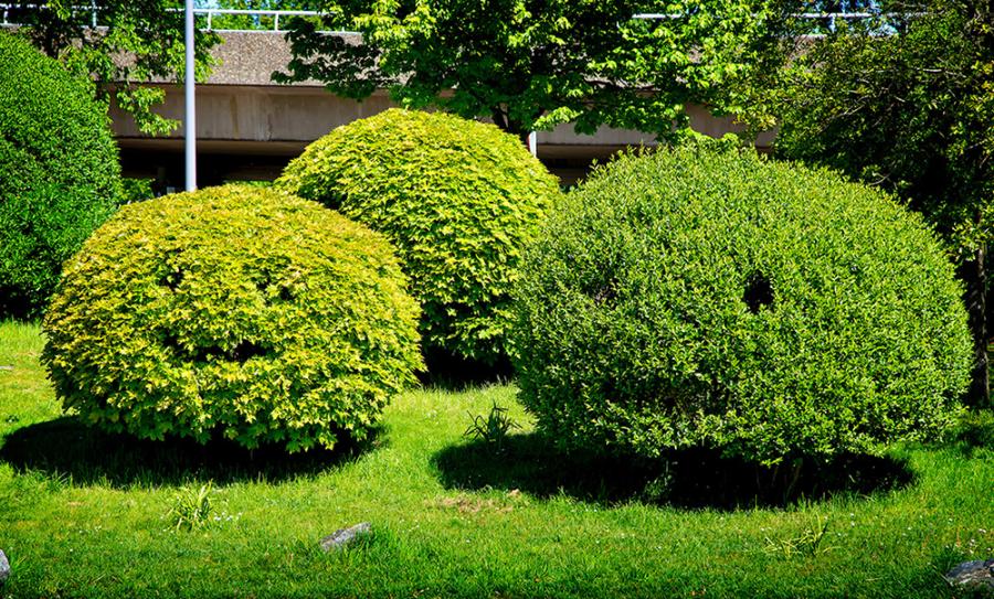 Struiken met gezichtjes Diergaarde Blijdorp