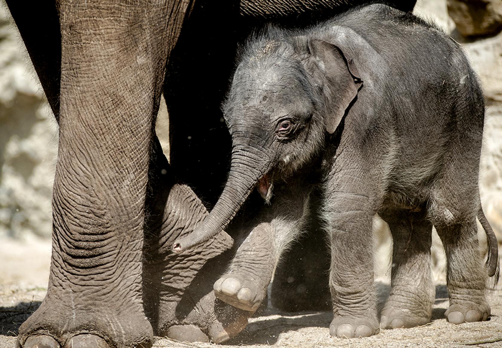 Olifantje dierentuin Artis